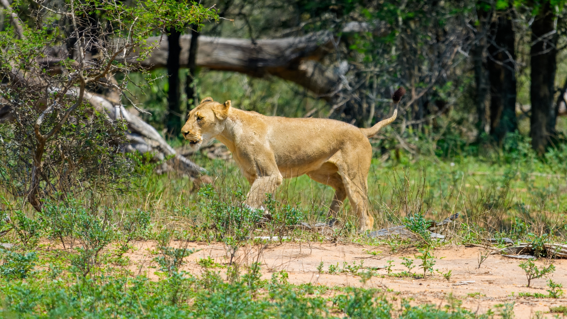 Kruger25 2025 11 01 09 55 16 ILCE 1M2 169